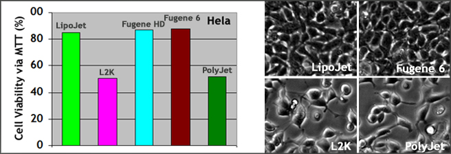 LipoJet_Cell_Viability