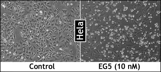 LipoJet_EG5_HELA